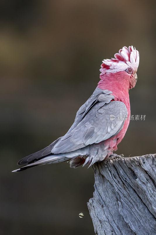 少年拉里(Eolophus roseicapilla)